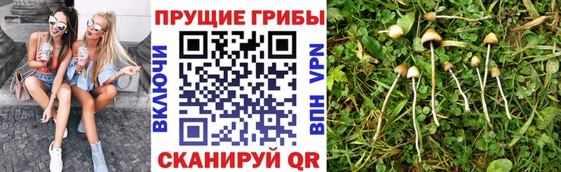 Галлюциногенные грибы Psilocybine cubensis Железногорск-Илимский